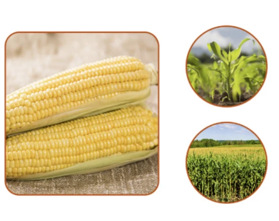 Golden Maize Oil factory